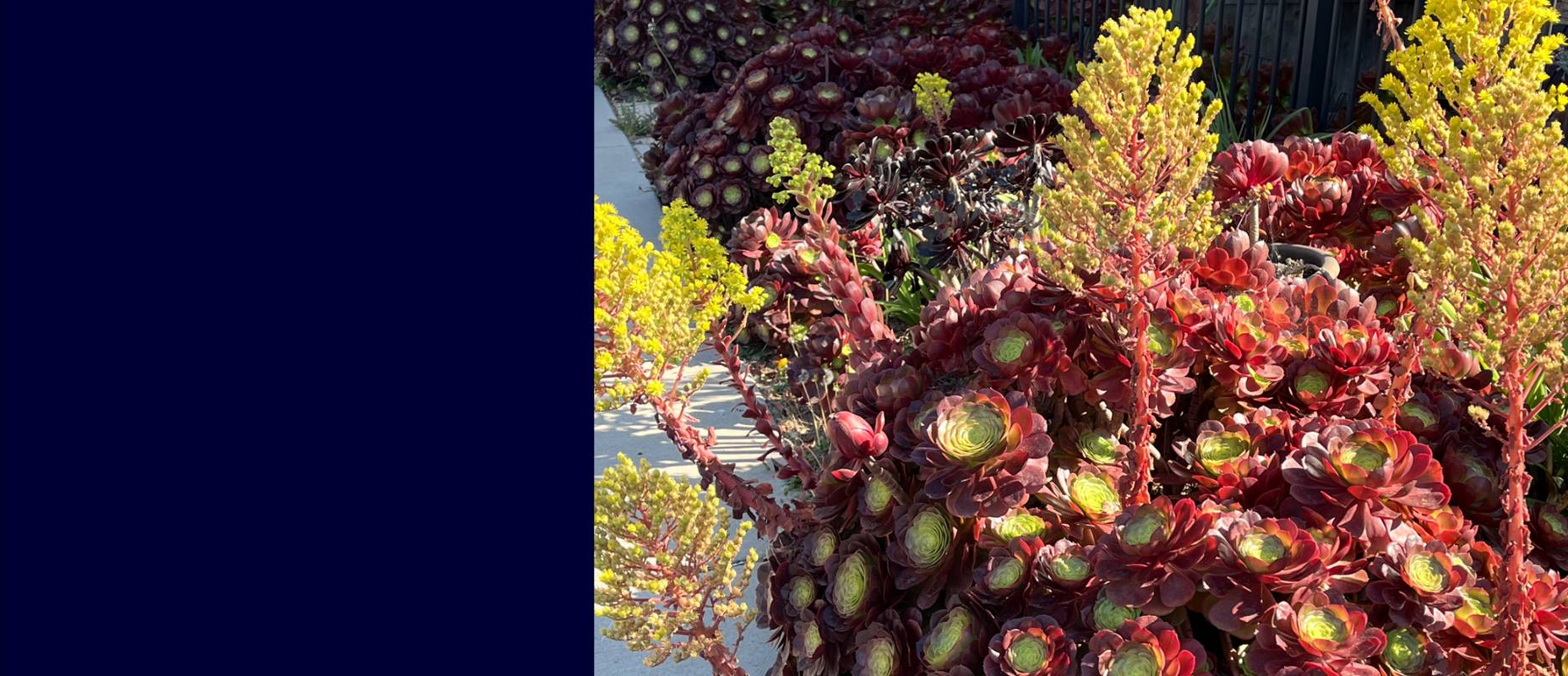 Close-up of vibrant red and green succulents with a blurred background